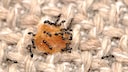 Vaseline against ants