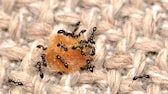 Vaseline against ants