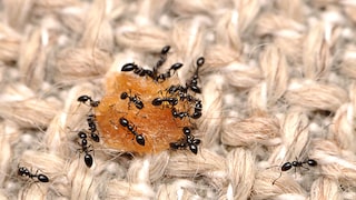 Vaseline against ants