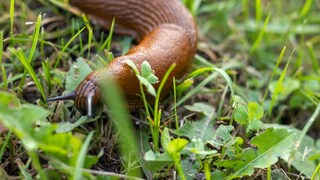 Snail in the Garden