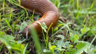 Snail in the Garden