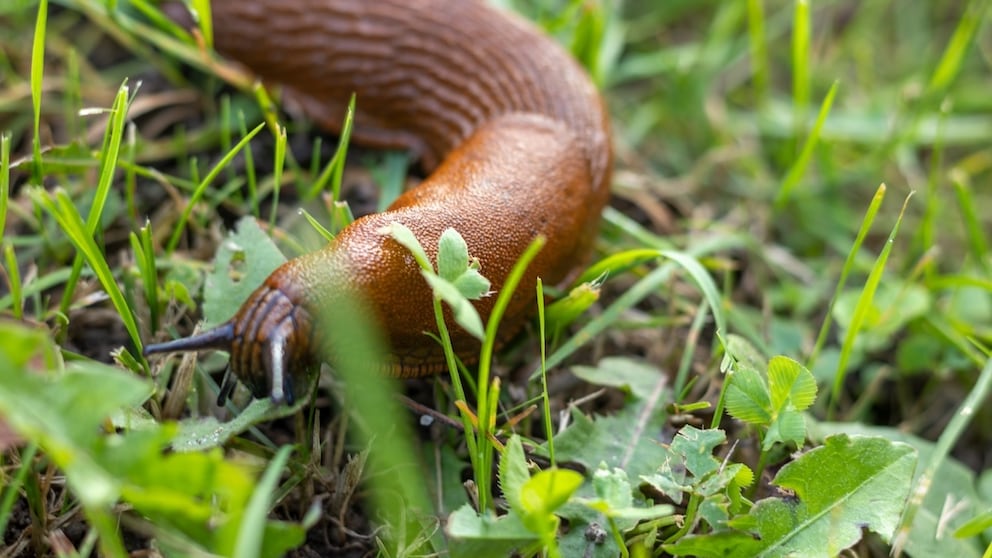Snail in the Garden