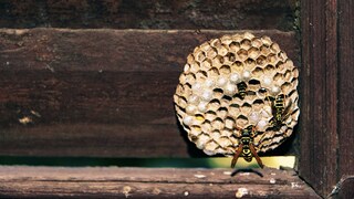Wasp nest