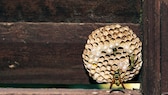 Wasp nest