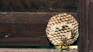 Wasp nest