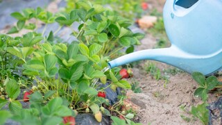 Strawberry plants should be watered regularly to ensure they produce juicy fruit.