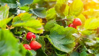 Spots Leaves Strawberries