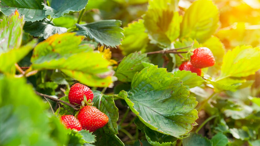 Spots Leaves Strawberries