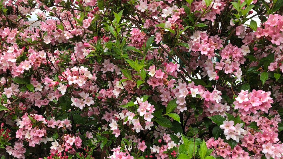 In May, you can shape some trees and shrubs, including the weigela.