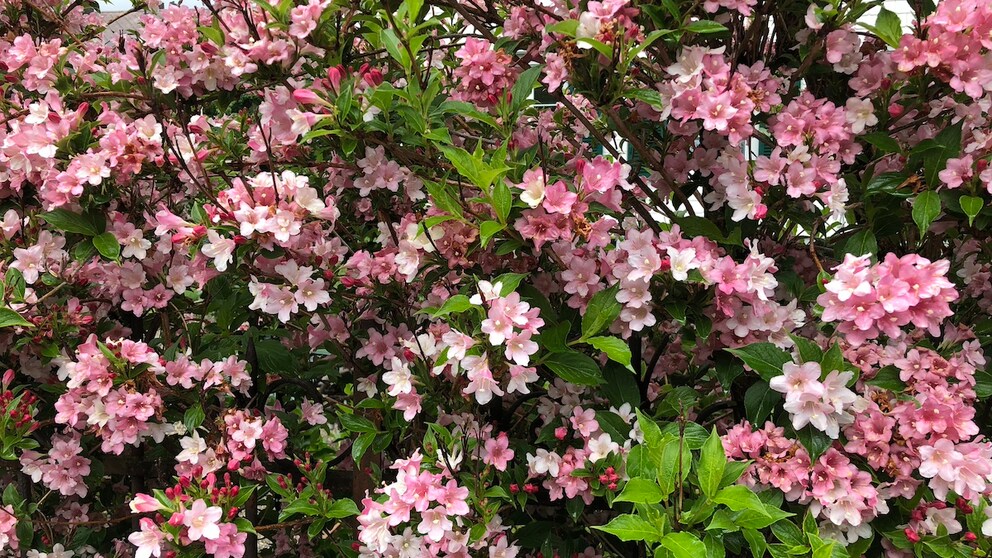 In May, you can shape some trees and shrubs, including the weigela.