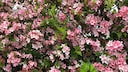In May, you can shape some trees and shrubs, including the weigela.