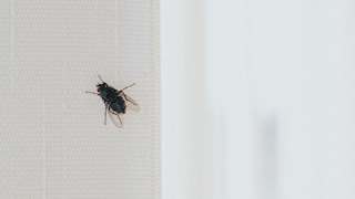 Even though the window is open, many insects can no longer find their way out of the apartment.