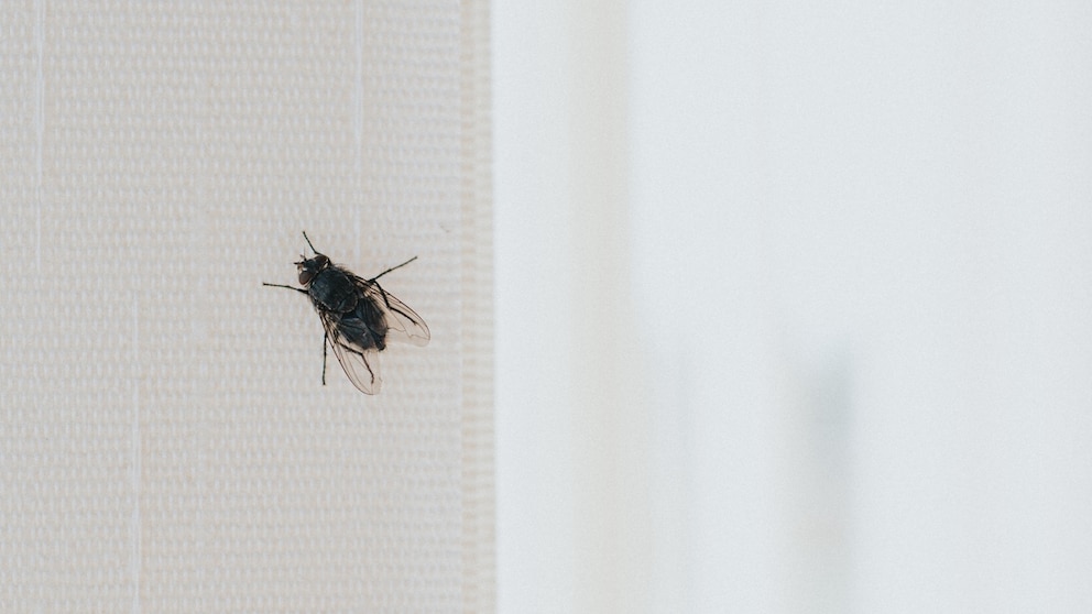 Even though the window is open, many insects can no longer find their way out of the apartment.
