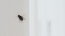 Even though the window is open, many insects can no longer find their way out of the apartment.