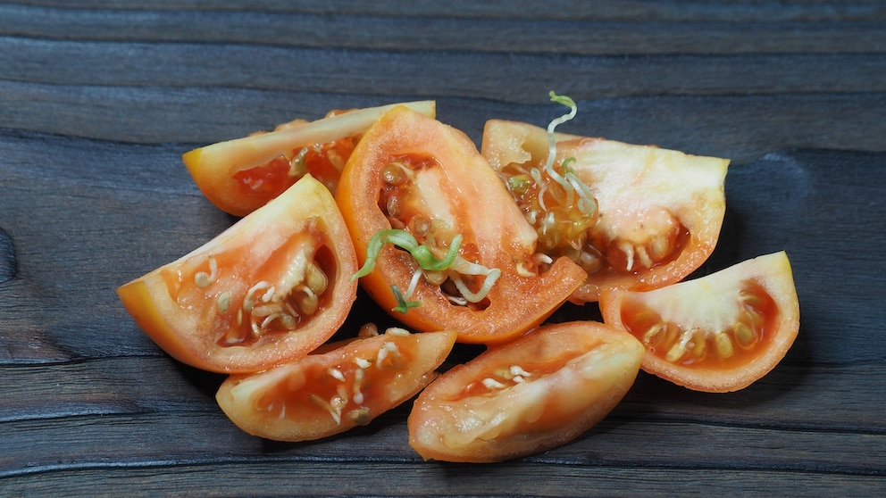 The phenomenon of vivipary occurs from time to time. Can you still eat tomatoes if they sprout inside?