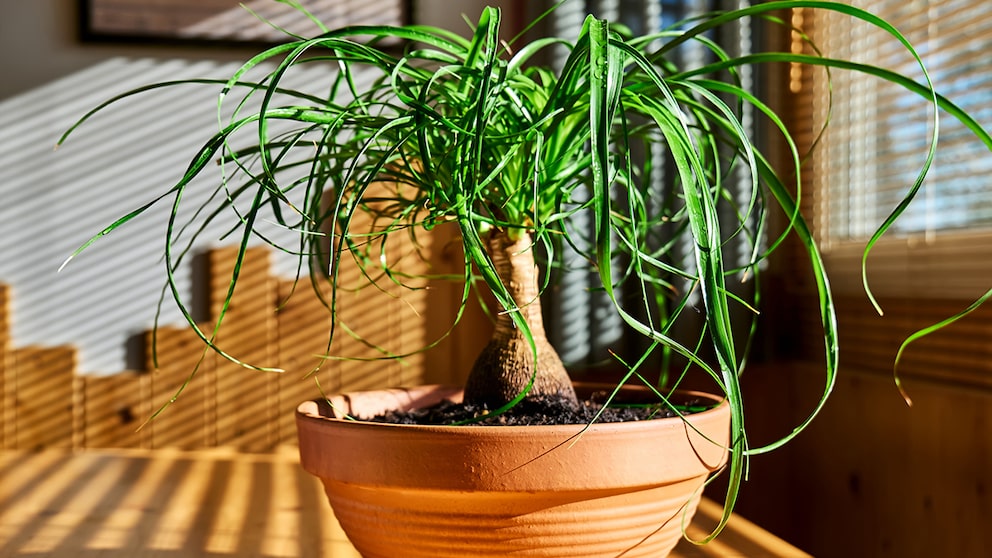Typically, an elephant's foot doesn't need trimming; however, illness or pests can sometimes make it necessary.