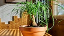 Typically, an elephant's foot doesn't need trimming; however, illness or pests can sometimes make it necessary.