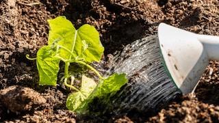 Errors in watering cucumbers can lead to plant diseases, among other issues.
