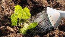 Errors in watering cucumbers can lead to plant diseases, among other issues.