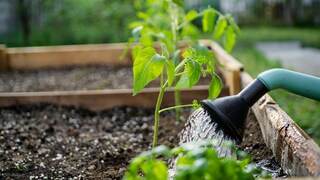 If young vegetable plants remain small and simply refuse to grow, there can be several reasons for this.