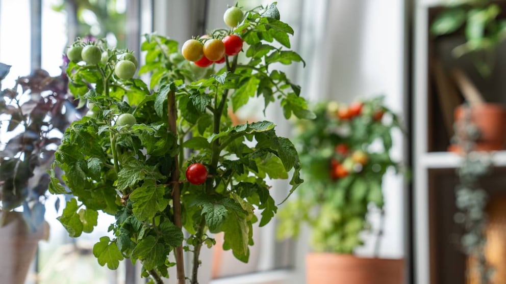 You don't necessarily need your own garden to grow tomatoes. They can be wonderfully planted in pots.