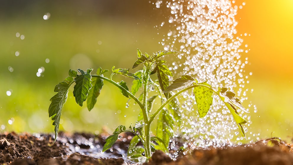 Not Like This! When Watering Tomatoes, Avoid Getting the Leaves Wet