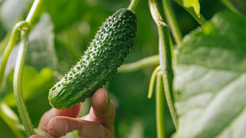 To grow delicious cucumbers, it's important to fertilize cucumber plants regularly. Home remedies can also be used for this purpose.
