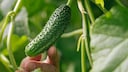 To grow delicious cucumbers, it's important to fertilize cucumber plants regularly. Home remedies can also be used for this purpose.