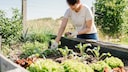 Gardening in Raised Beds