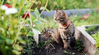 Dangers May Lurk for Cats in Their Own Backyard