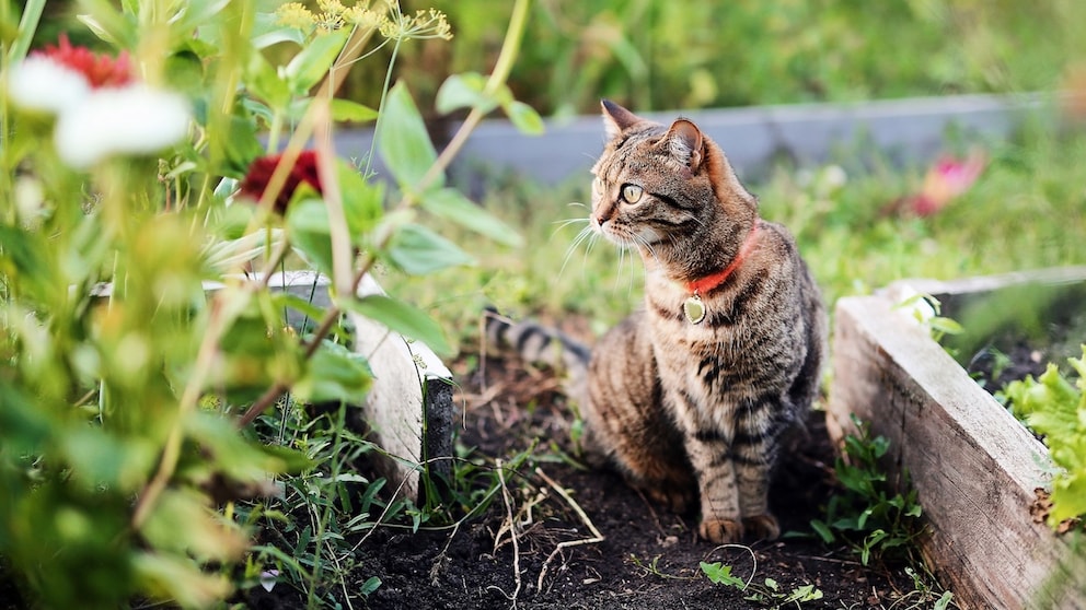 Dangers May Lurk for Cats in Their Own Backyard