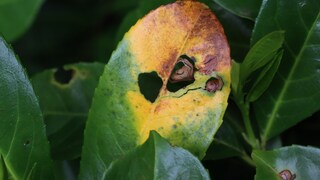 Yellow leaves on cherry laurel? This could have various causes