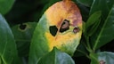 Yellow leaves on cherry laurel? This could have various causes
