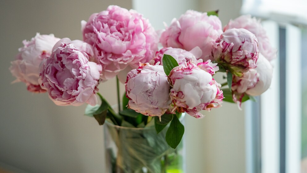 Peonies Can Change Color