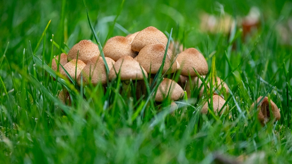 Mushrooms in the Lawn
