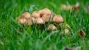 Mushrooms in the Lawn