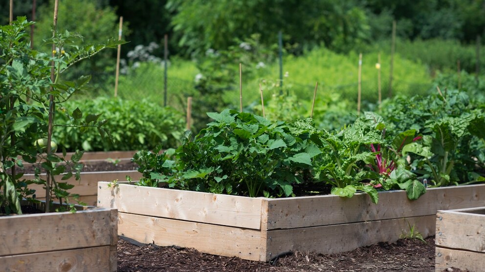 Raised Bed