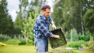 Grass clippings