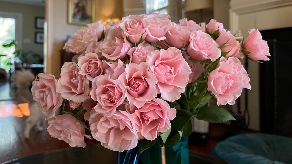 With the right care tips, roses in a vase can stay fresh for over a week.