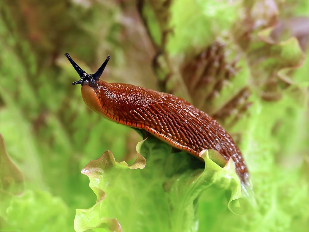 How Mandarin Peels Can Help Combat Snails