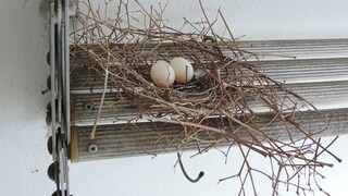 Pigeon nests are usually sparsely constructed.