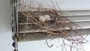 Pigeon nests are usually sparsely constructed.