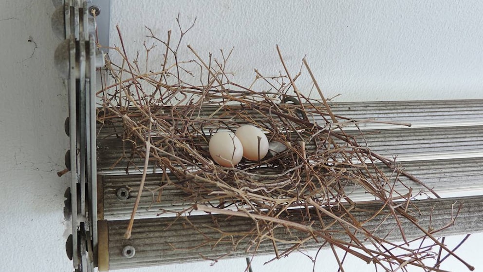 Pigeon nests are usually sparsely constructed.