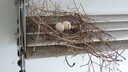 Pigeon nests are usually sparsely constructed.