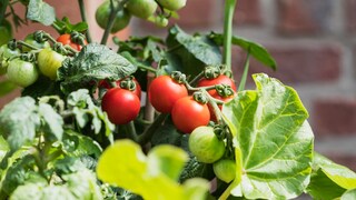 Tomatoes need an appropriate location to grow optimally.