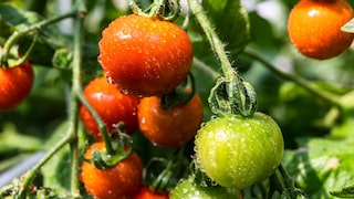Improper care can cause tomatoes to become leggy.