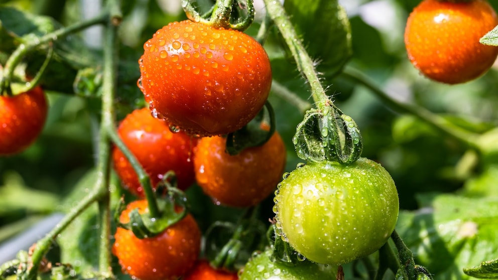 Improper care can cause tomatoes to become leggy.