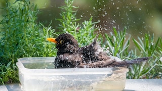Birdbath on the Balcony