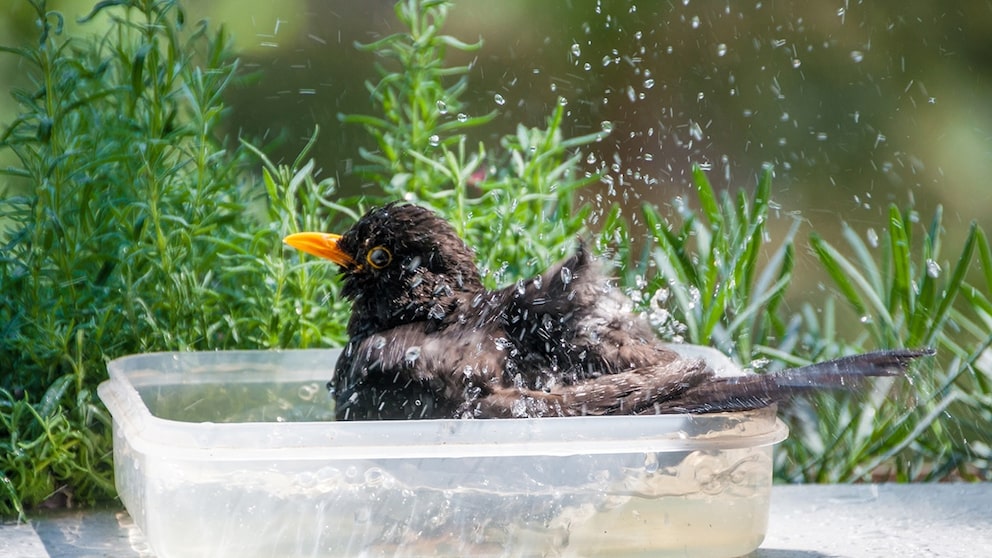 Birdbath on the Balcony