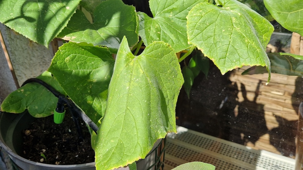 Sometimes it's just the wrong location. This cucumber plant is in direct sunlight, causing its leaves to droop.